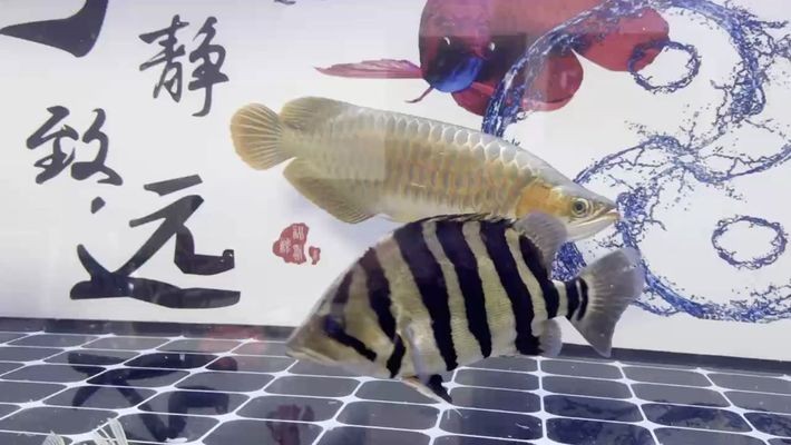象山爵溪振錢副食品店