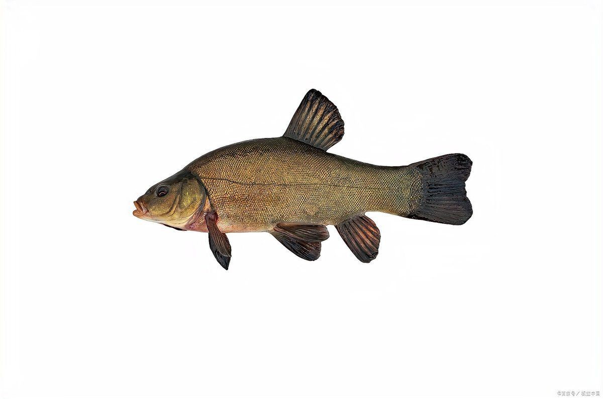 紅勾丁銀板魚的最佳烹飪方法
