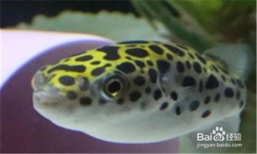 潛水艇魚為什么變成褐色