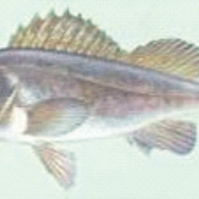 平魚最大的多大 平魚最大的多大 龍魚論壇 第3張