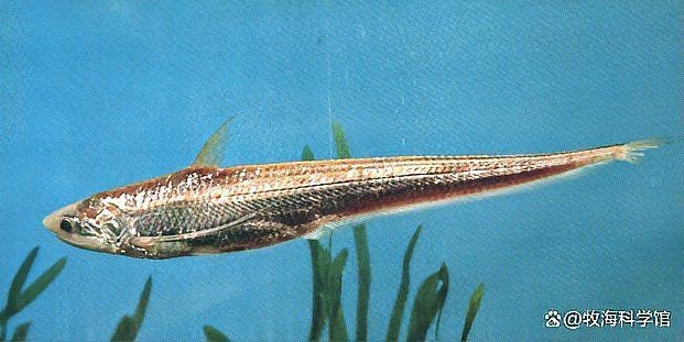 鱭魚與刀魚區別