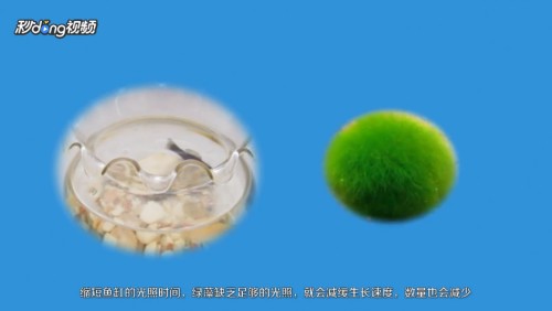 10厘米左右的銀龍魚怎么養的(二十公分的銀龍魚怎么喂養)