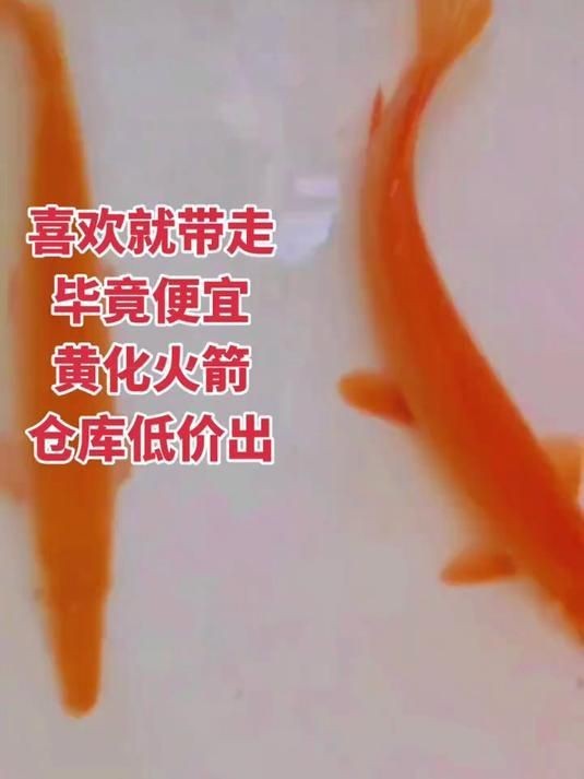 皇家火箭魚價格表