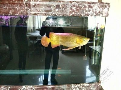 銀龍魚長得快嗎（銀龍魚長得快嗎?） 銀龍魚長得快嗎（銀龍魚長得快嗎?） 銀龍魚百科