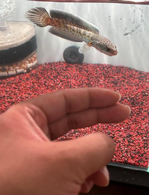 給我一些野生雷龍魚的圖片