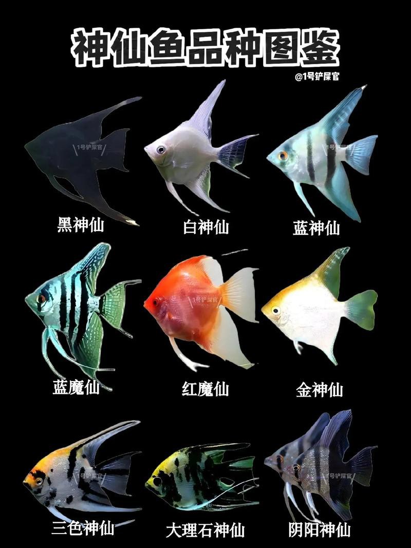 神仙魚圖片大全大圖 龍魚論壇 第3張 神仙魚圖片大全大圖 神仙魚圖片大全大圖 龍魚論壇 第3張