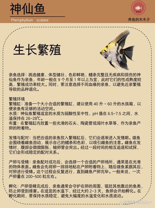 神仙魚圖片大全大圖 龍魚論壇 第8張 神仙魚圖片大全大圖 神仙魚圖片大全大圖 龍魚論壇 第8張