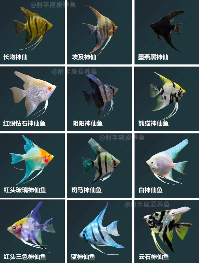 神仙魚圖片大全大圖 龍魚論壇 第9張 神仙魚圖片大全大圖 神仙魚圖片大全大圖 龍魚論壇 第9張