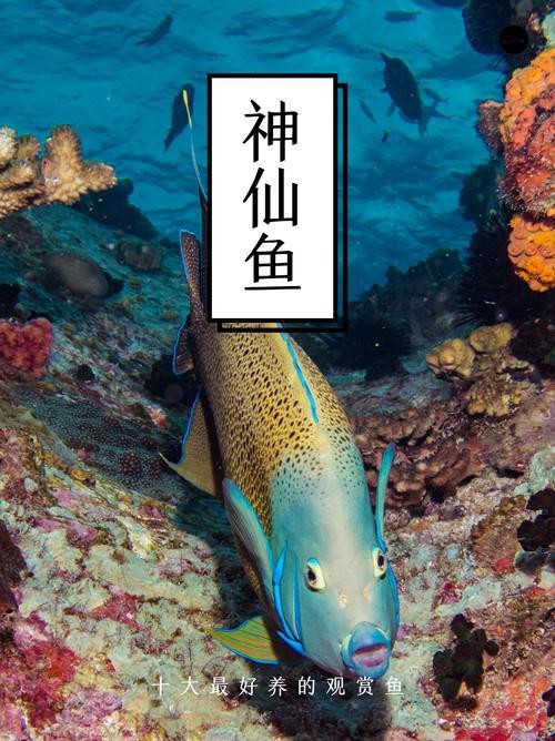 神仙魚圖片大全大圖 龍魚論壇 第10張 神仙魚圖片大全大圖 神仙魚圖片大全大圖 龍魚論壇 第10張