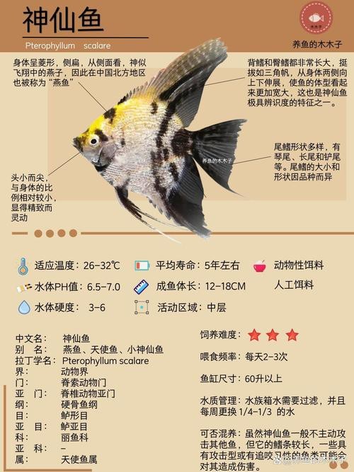 神仙魚圖片大全大圖 龍魚論壇 第5張 神仙魚圖片大全大圖 神仙魚圖片大全大圖 龍魚論壇 第5張