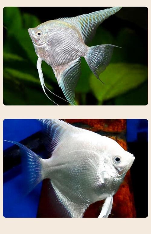 神仙魚圖片大全大圖 龍魚論壇 第14張 神仙魚圖片大全大圖 神仙魚圖片大全大圖 龍魚論壇 第14張