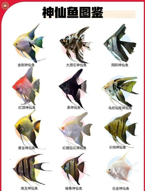 神仙魚圖片大全大圖 龍魚論壇 第15張 神仙魚圖片大全大圖 神仙魚圖片大全大圖 龍魚論壇 第15張