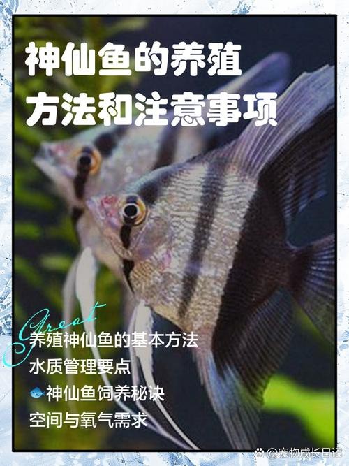 神仙魚圖片大全大圖 龍魚論壇 第16張 神仙魚圖片大全大圖 神仙魚圖片大全大圖 龍魚論壇 第16張