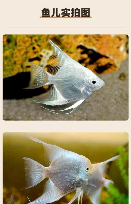 神仙魚圖片大全大圖 龍魚論壇 第13張 神仙魚圖片大全大圖 神仙魚圖片大全大圖 龍魚論壇 第13張
