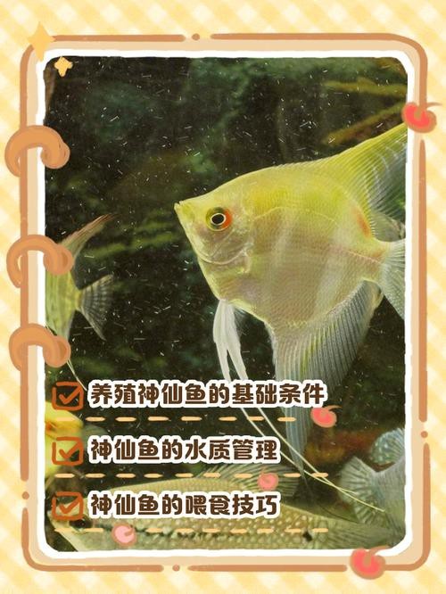 神仙魚圖片大全大圖 龍魚論壇 第12張 神仙魚圖片大全大圖 神仙魚圖片大全大圖 龍魚論壇 第12張