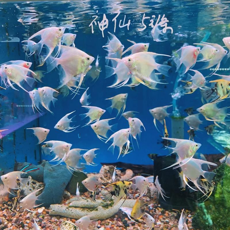 神仙魚圖片大全大圖 龍魚論壇 第21張 神仙魚圖片大全大圖 神仙魚圖片大全大圖 龍魚論壇 第21張