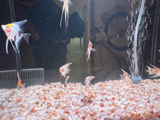 神仙魚圖片大全大圖 龍魚論壇 第19張 神仙魚圖片大全大圖 神仙魚圖片大全大圖 龍魚論壇 第19張