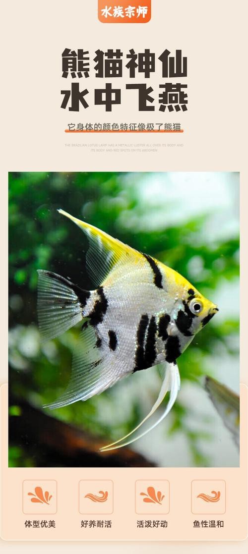 神仙魚圖片大全大圖 龍魚論壇 第17張 神仙魚圖片大全大圖 神仙魚圖片大全大圖 龍魚論壇 第17張