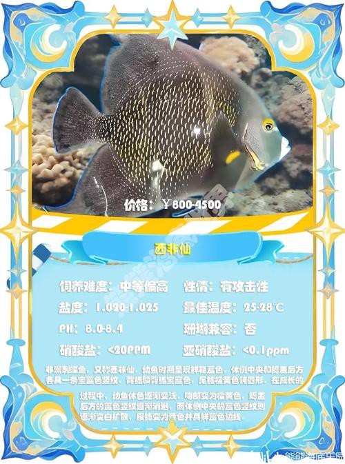 神仙魚圖片大全大圖 龍魚論壇 第23張 神仙魚圖片大全大圖 神仙魚圖片大全大圖 龍魚論壇 第23張
