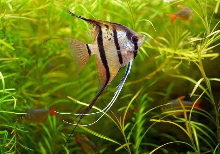 神仙魚圖片大全大圖 龍魚論壇 第26張 神仙魚圖片大全大圖 神仙魚圖片大全大圖 龍魚論壇 第26張