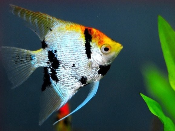 神仙魚圖片大全大圖 神仙魚圖片大全大圖 龍魚論壇 第29張