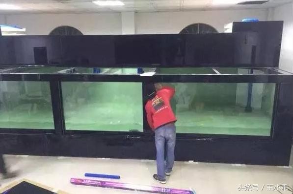 銀龍魚都喂什么飼料啊視頻（銀龍魚都喂什么飼料啊視頻教程） 銀龍魚都喂什么飼料啊視頻（銀龍魚都喂什么飼料啊視頻教程） 銀龍魚百科