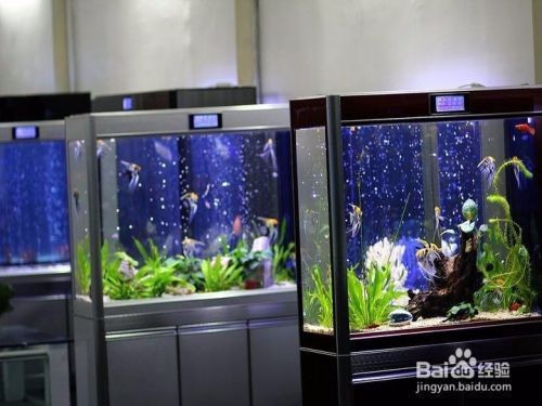 黑龍江寶泉嶺農墾蘭園鮮花觀賞魚店