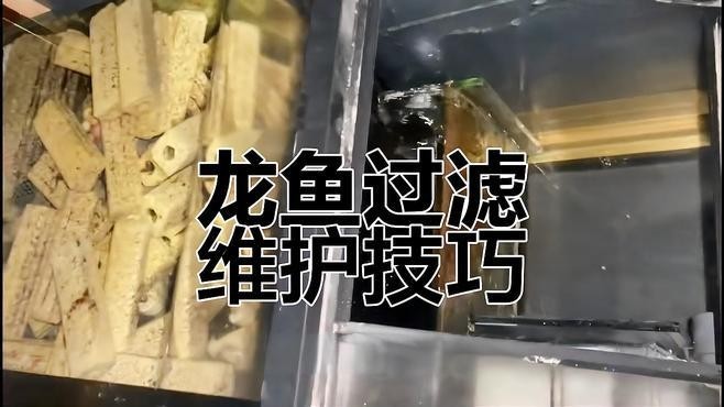 龍魚過濾系統清洗時需要注意什么？