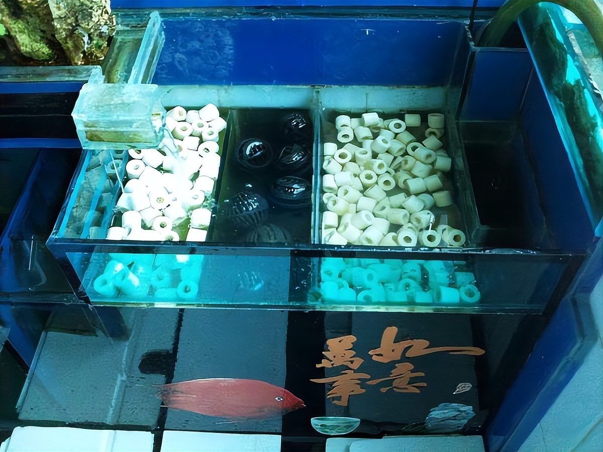 龍魚過(guò)濾系統(tǒng)清洗時(shí)需要注意什么？