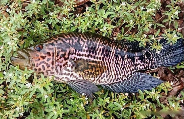 花老虎魚能長多大 龍魚論壇 第3張 花老虎魚能長多大 花老虎魚能長多大 龍魚論壇 第3張