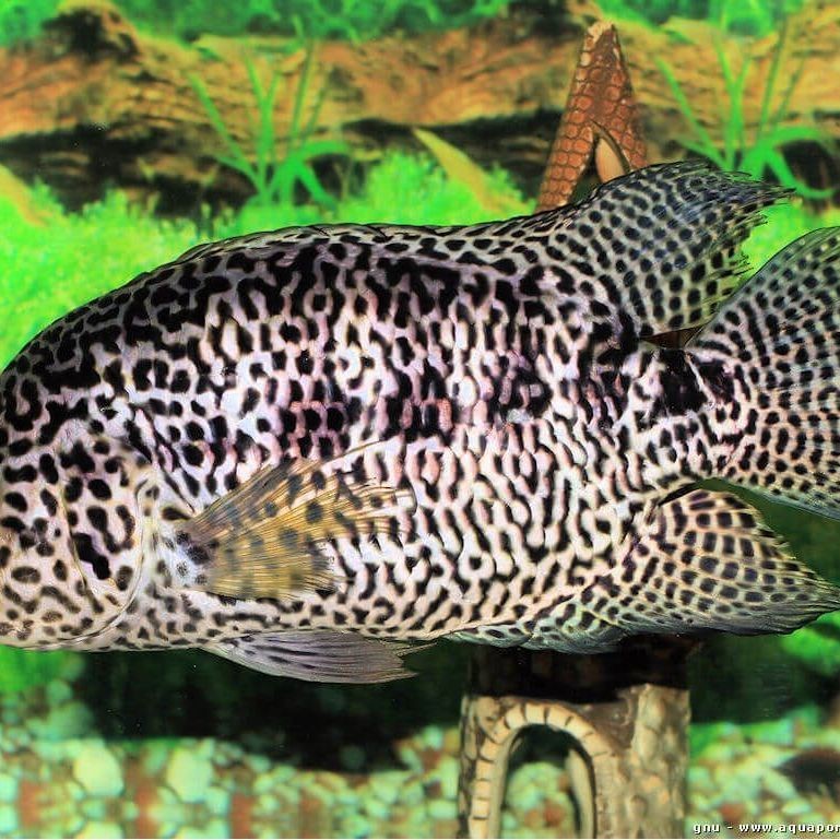 花老虎魚能長多大 龍魚論壇 第1張 花老虎魚能長多大 花老虎魚能長多大 龍魚論壇 第1張