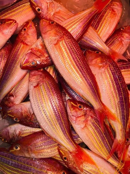 紅色海魚圖片大全 龍魚論壇 第6張 紅色海魚圖片大全 紅色海魚圖片大全 龍魚論壇 第6張