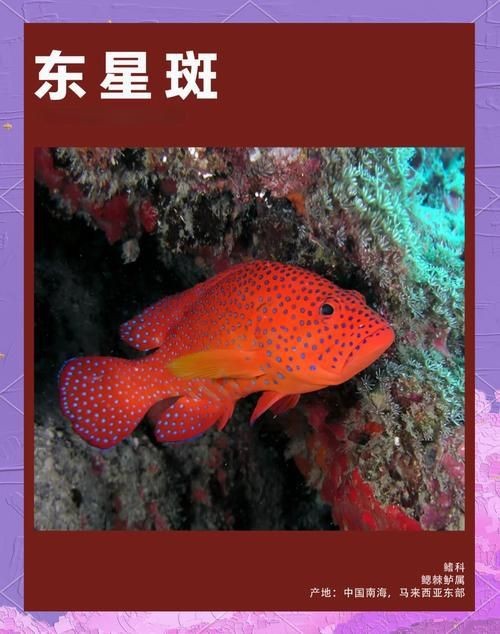 紅色海魚圖片大全 龍魚論壇 第2張 紅色海魚圖片大全 紅色海魚圖片大全 龍魚論壇 第2張