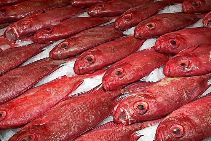 紅色海魚圖片大全 龍魚論壇 第10張 紅色海魚圖片大全 紅色海魚圖片大全 龍魚論壇 第10張
