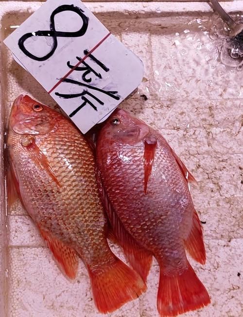 紅色海魚圖片大全 龍魚論壇 第9張 紅色海魚圖片大全 紅色海魚圖片大全 龍魚論壇 第9張