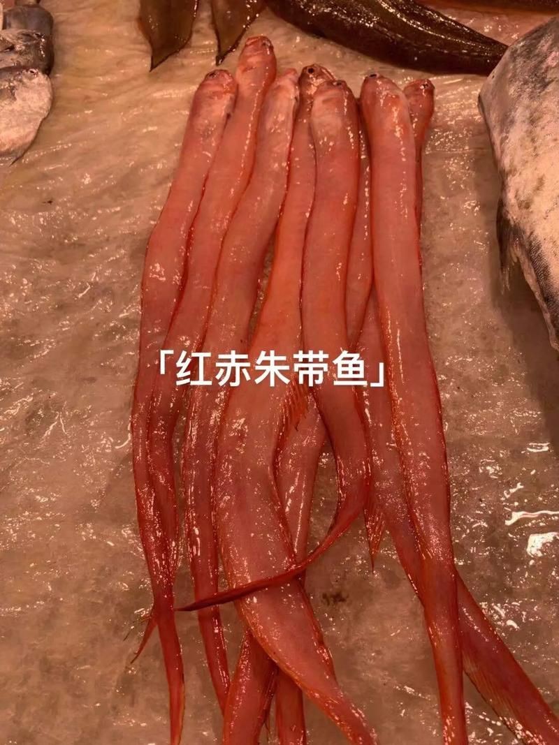 紅色海魚圖片大全 龍魚論壇 第8張 紅色海魚圖片大全 紅色海魚圖片大全 龍魚論壇 第8張