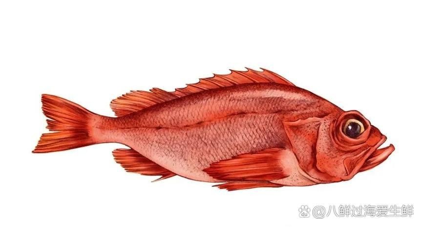 紅色海魚圖片大全 龍魚論壇 第12張 紅色海魚圖片大全 紅色海魚圖片大全 龍魚論壇 第12張