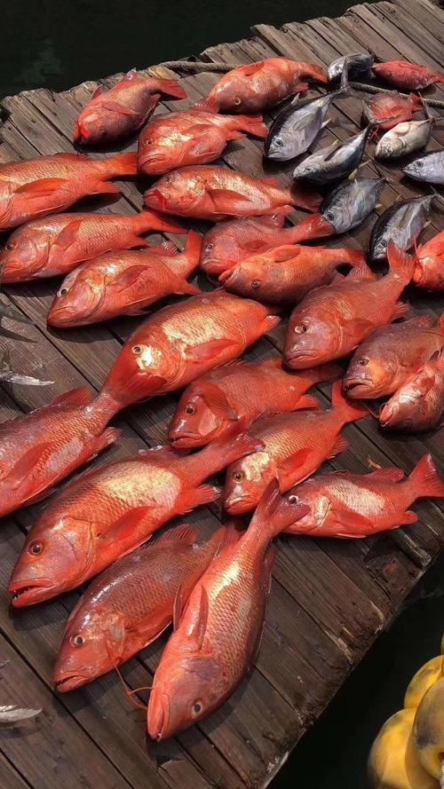 紅色海魚圖片大全 龍魚論壇 第19張 紅色海魚圖片大全 紅色海魚圖片大全 龍魚論壇 第19張