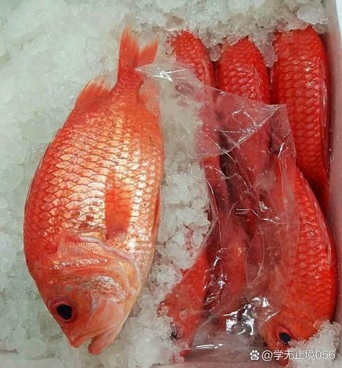 紅色海魚圖片大全 龍魚論壇 第16張 紅色海魚圖片大全 紅色海魚圖片大全 龍魚論壇 第16張
