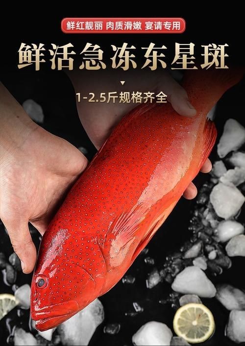 紅色海魚圖片大全 龍魚論壇 第13張 紅色海魚圖片大全 紅色海魚圖片大全 龍魚論壇 第13張