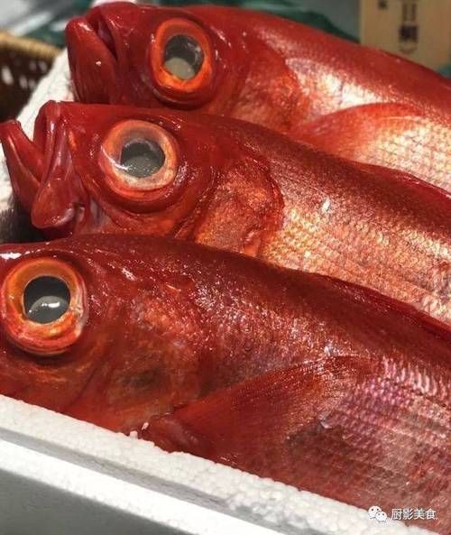 紅色海魚圖片大全 龍魚論壇 第14張 紅色海魚圖片大全 紅色海魚圖片大全 龍魚論壇 第14張