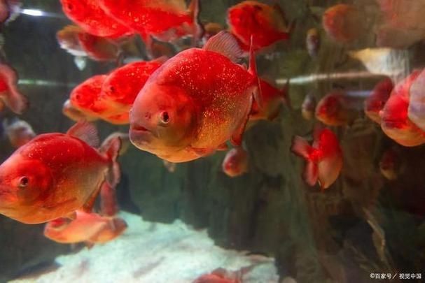 紅色海魚圖片大全 龍魚論壇 第17張 紅色海魚圖片大全 紅色海魚圖片大全 龍魚論壇 第17張