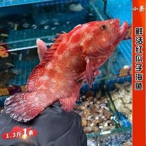 紅色海魚圖片大全 龍魚論壇 第18張 紅色海魚圖片大全 紅色海魚圖片大全 龍魚論壇 第18張