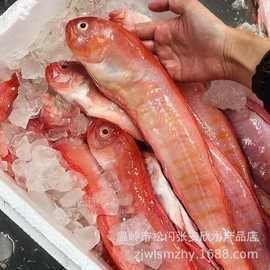 紅色海魚圖片大全 龍魚論壇 第15張 紅色海魚圖片大全 紅色海魚圖片大全 龍魚論壇 第15張