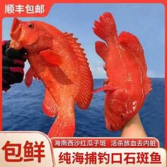 紅色海魚圖片大全 龍魚論壇 第20張 紅色海魚圖片大全 紅色海魚圖片大全 龍魚論壇 第20張