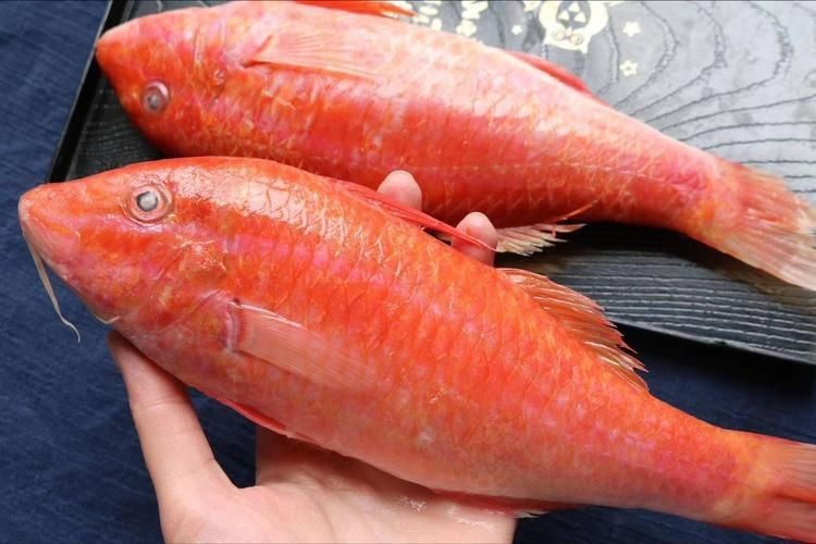 紅色海魚圖片大全 龍魚論壇 第21張 紅色海魚圖片大全 紅色海魚圖片大全 龍魚論壇 第21張