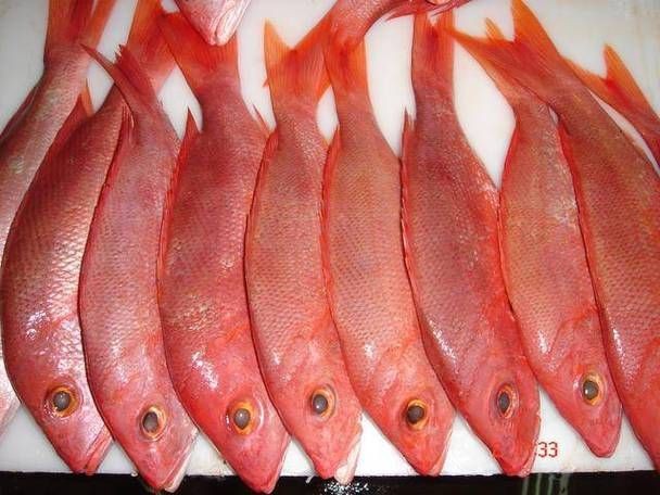 紅色海魚圖片大全 龍魚論壇 第23張 紅色海魚圖片大全 紅色海魚圖片大全 龍魚論壇 第23張