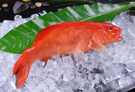 紅色海魚圖片大全 龍魚論壇 第22張 紅色海魚圖片大全 紅色海魚圖片大全 龍魚論壇 第22張