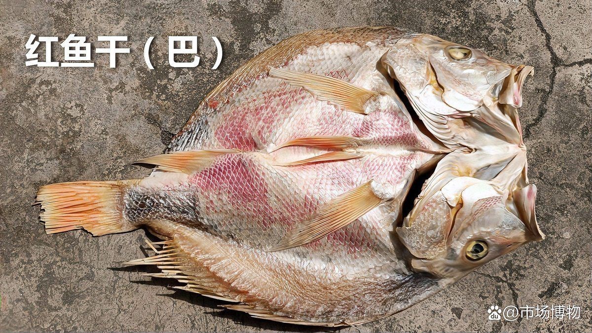 紅色海魚圖片大全 龍魚論壇 第28張 紅色海魚圖片大全 紅色海魚圖片大全 龍魚論壇 第28張
