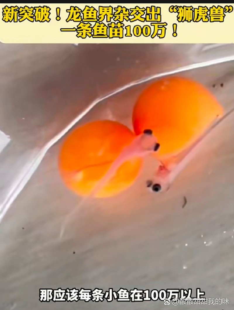 銀龍魚有哪些雜交品種？